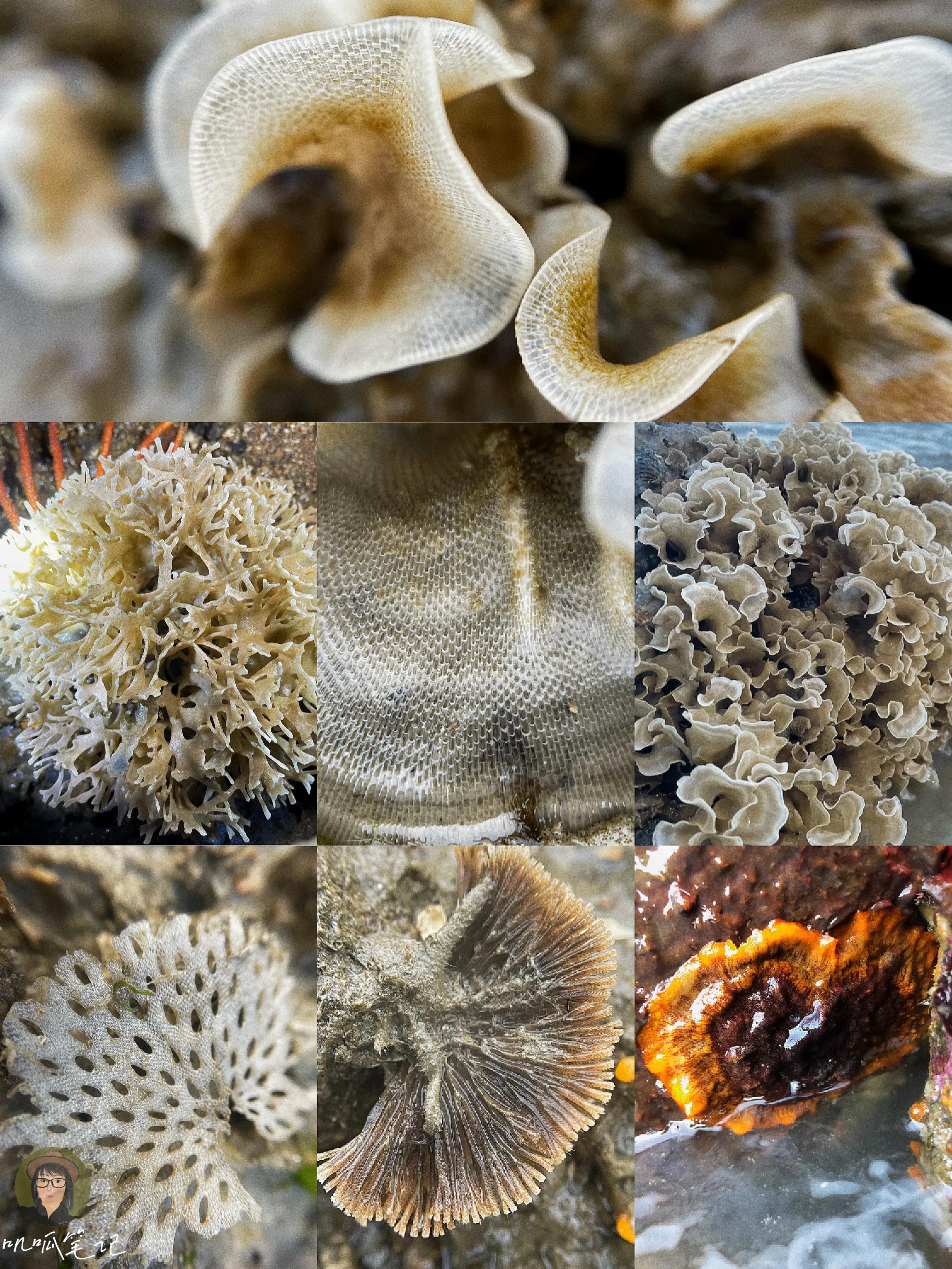 厦门赶海海怪,赶海十大奇怪生物