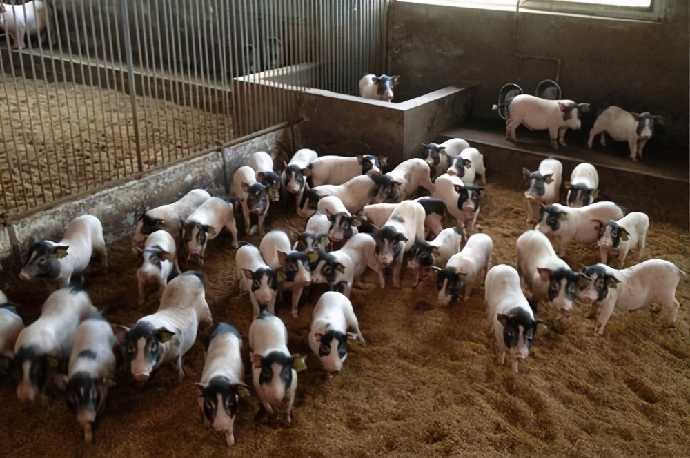 河北唐山大姐,农民养猪带领村民致富