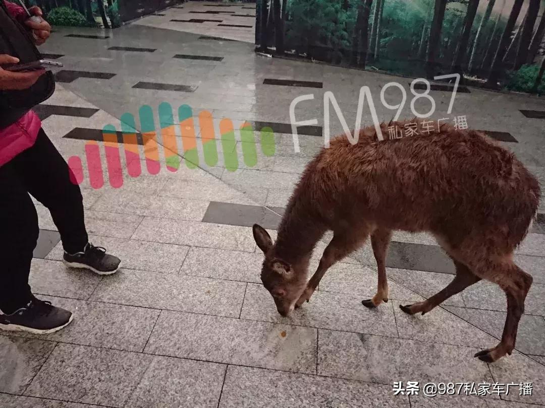 福州梁厝鹿岛公园免费,福建鹿岛公园最新消息