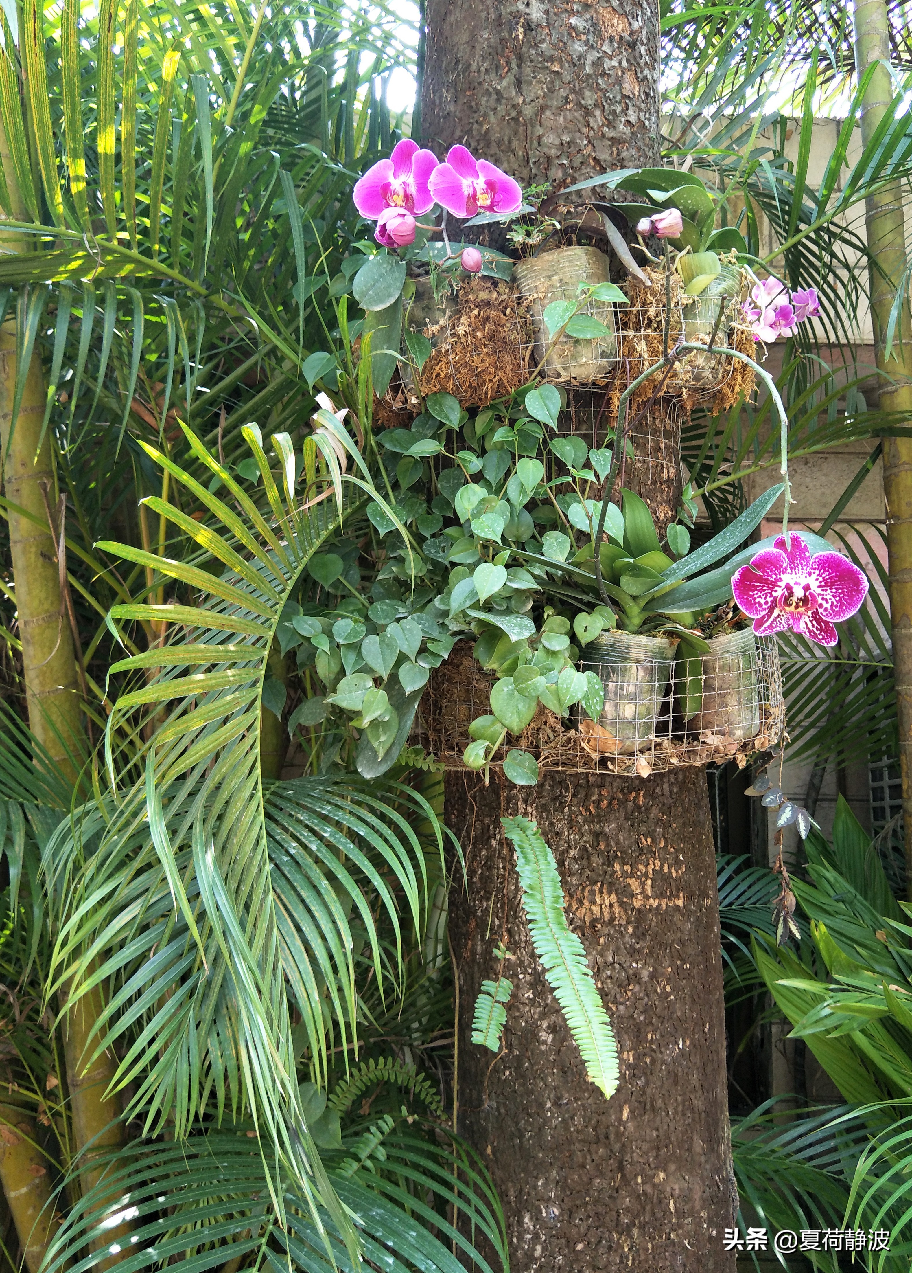 兴隆热带植物园攻略,万宁兴隆热带植物园