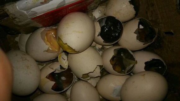 农村自家养殖土鸡,最省钱的农村土鸡养殖方式