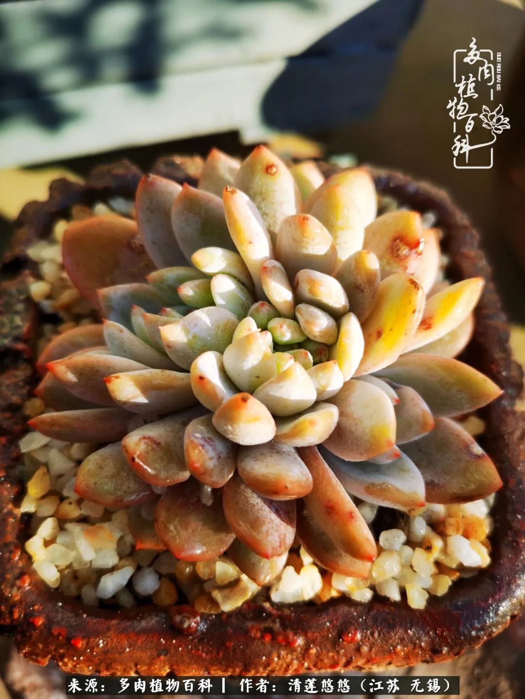 可爱多肉的露脸照,多肉大合照视频