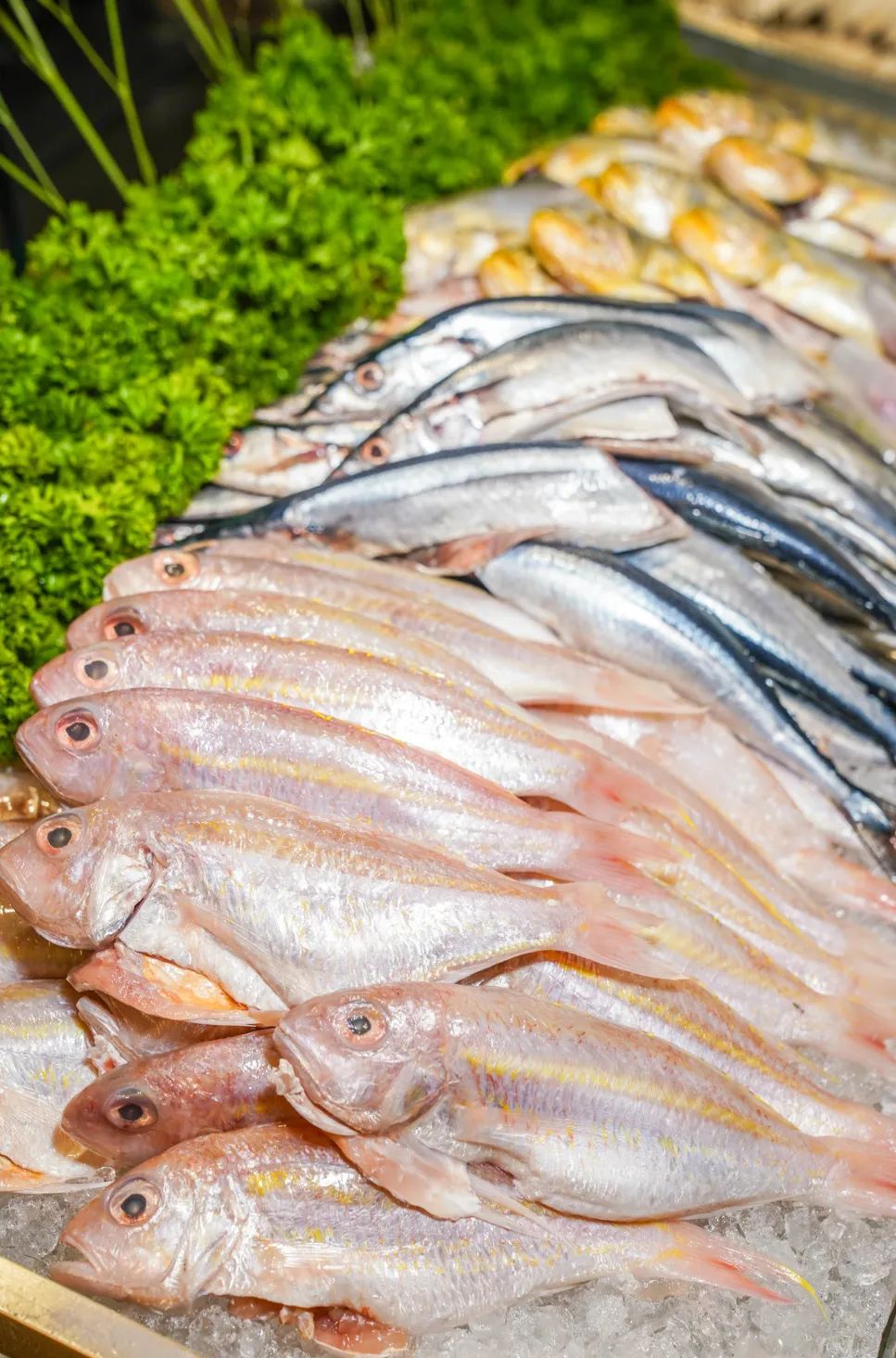 十一月五星级酒店自助餐推荐,深圳酒店自助餐推荐10家