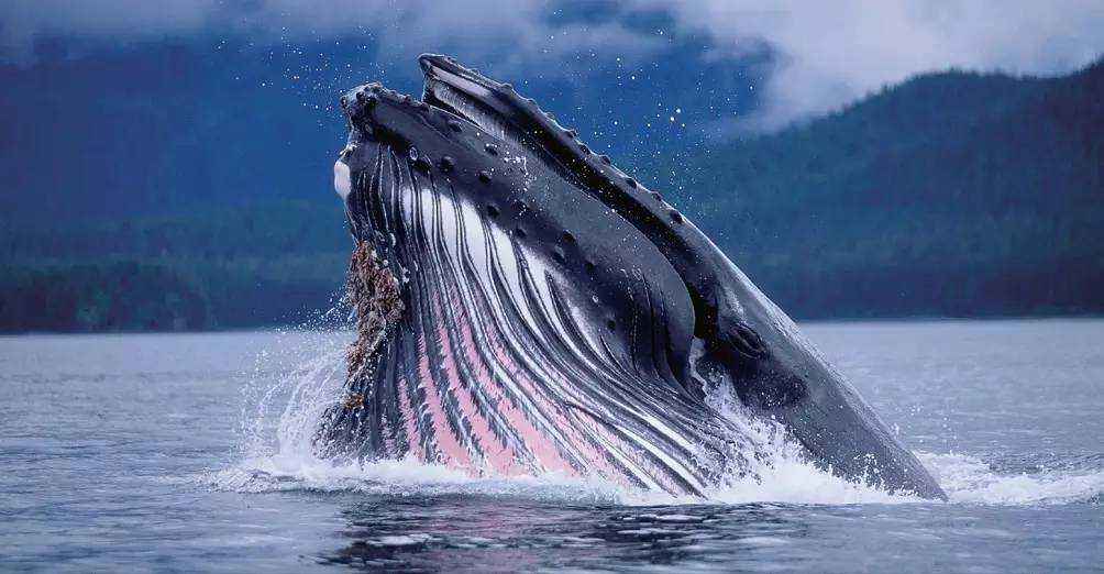 生物界的“大喇叭”!蓝鲸可达到188分贝，“知了”怎么样？