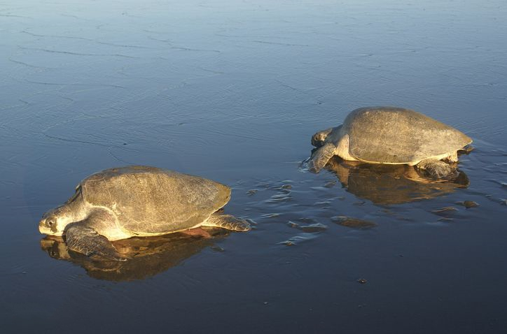 有趣的海龟是怎么样的,海龟特点与有趣之处