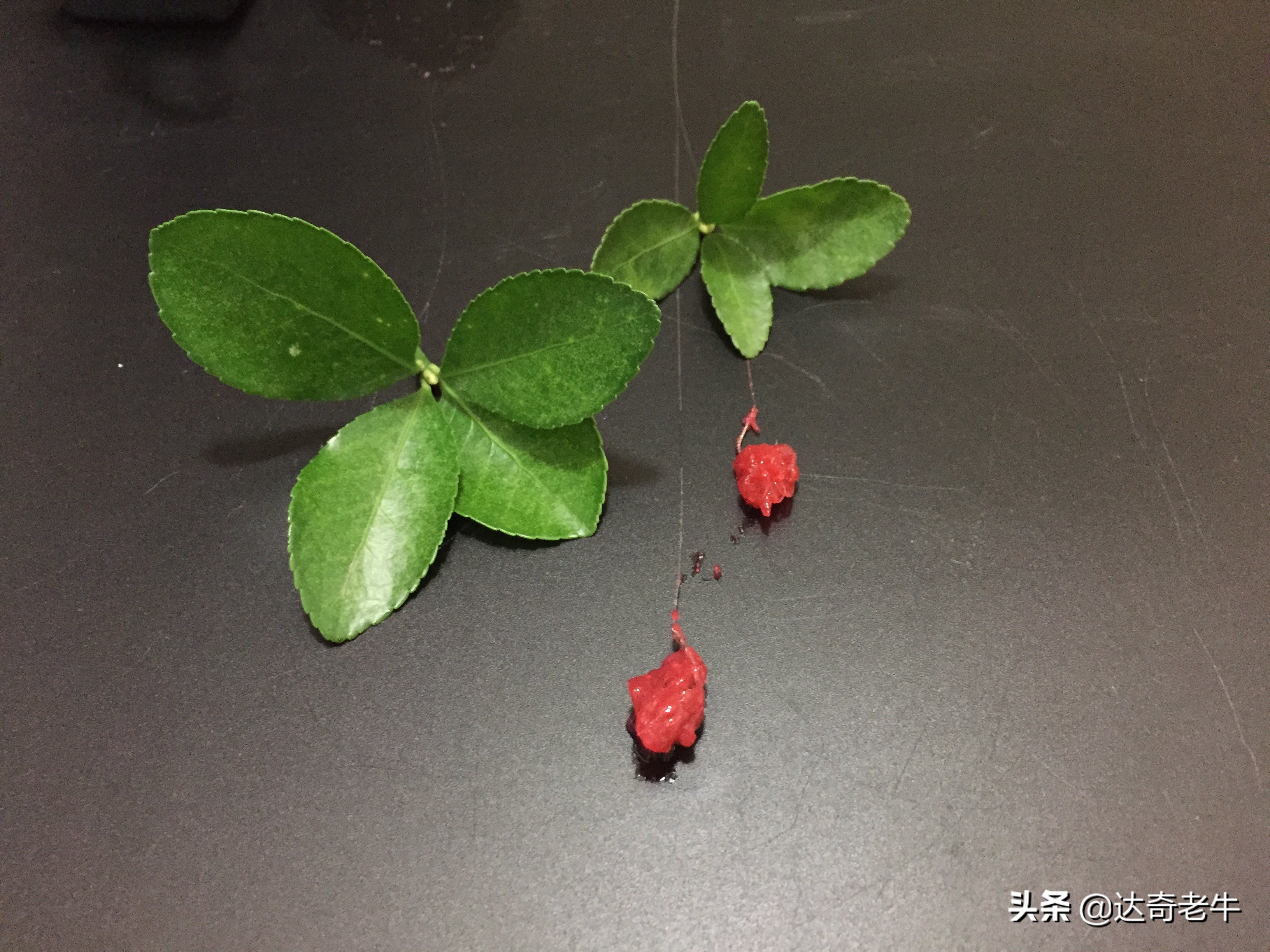 虾滑拉饵开饵方法,虾拉饵钓鱼效果怎么样