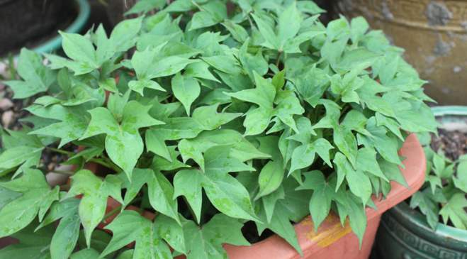 花盆里种的红薯丰收了,花盆种的红薯也长这么大