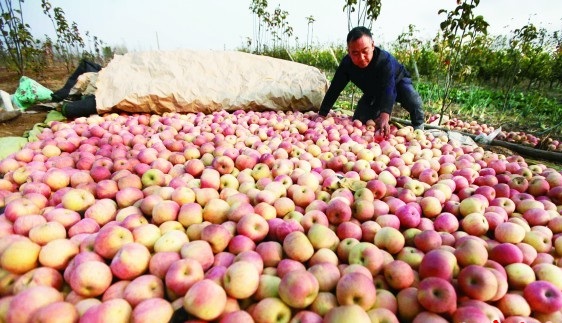 果农赚不到钱怎么办,现在果农种植苹果还有前途吗