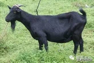 浏阳黑山羊炖粉皮抖音团购,浏阳黑山羊炖粉皮农家乐店