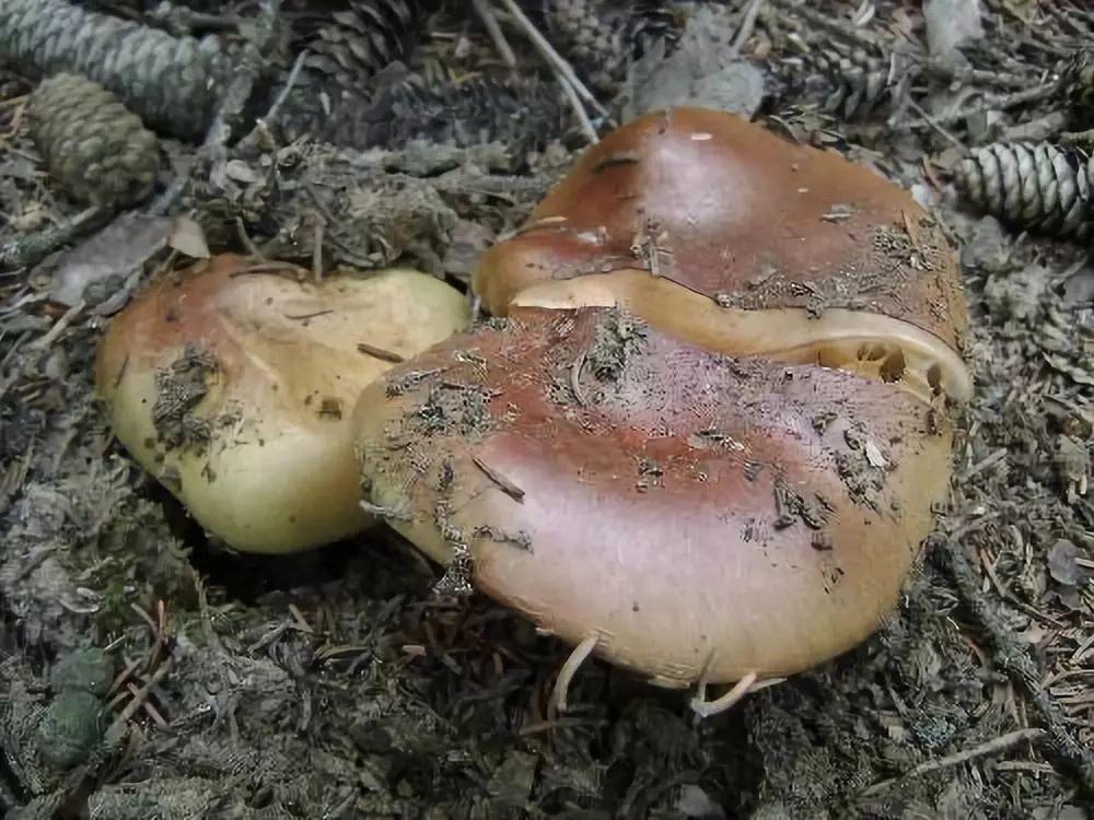 知道家乡的特产怎么发朋友圈,知道自己地区的特产吗