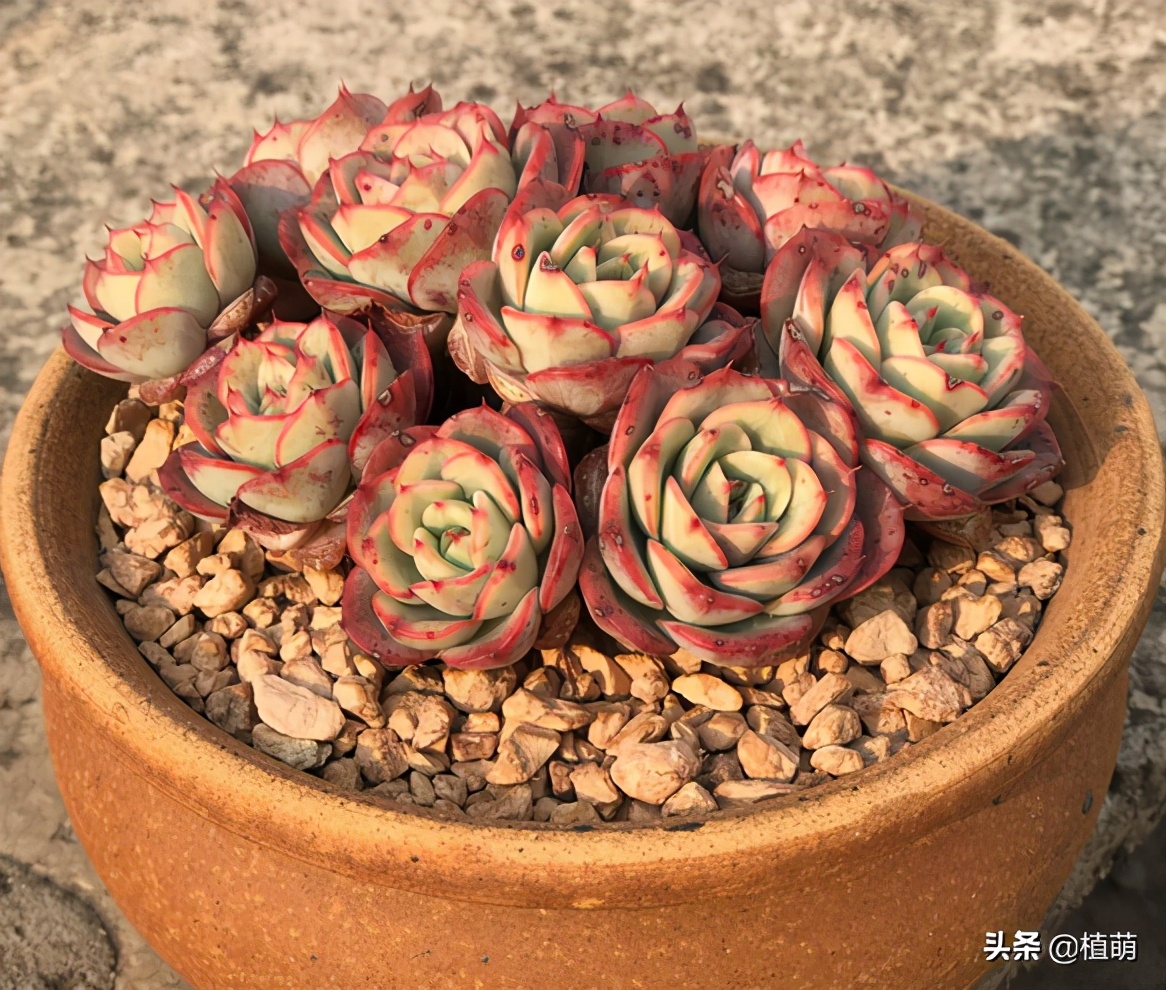 奶油黄桃容易爆棚吗,奶油黄桃好出状态吗