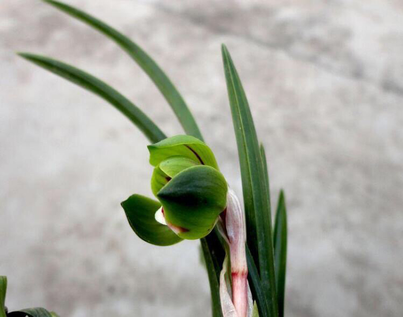 兰花叶子尖发黑是什么原因,兰花叶子底部发黑腐烂用什么药