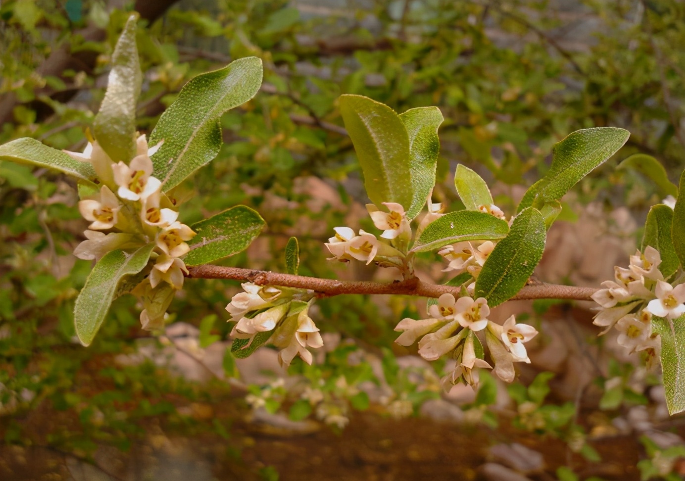 百种果子简介,百种果实图片