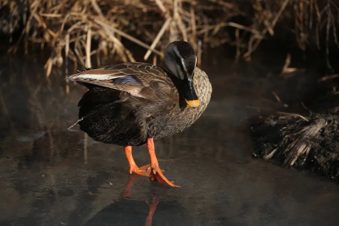 涂上黄色的“润唇膏”，TA就是野鸭中最靓的仔