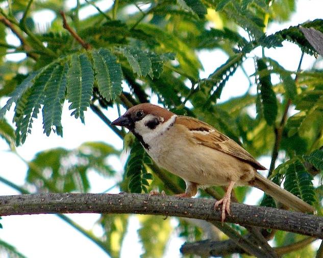 出门小鸟拉屎在身上有什么讲究,为什么鸟拉屎掉头上人会倒霉