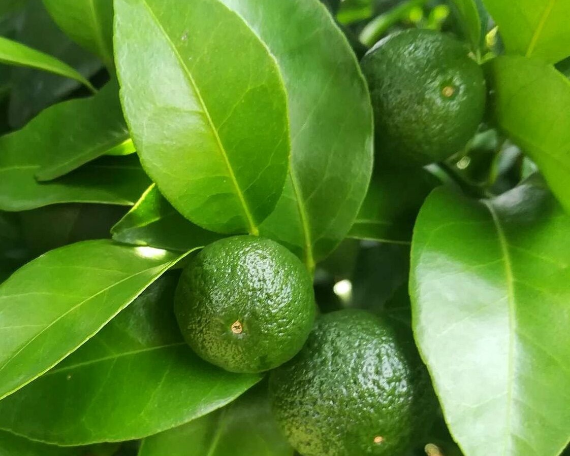 柑桔夏季高温高湿会产生什么病害,柑桔冬季急性炭疽病防治