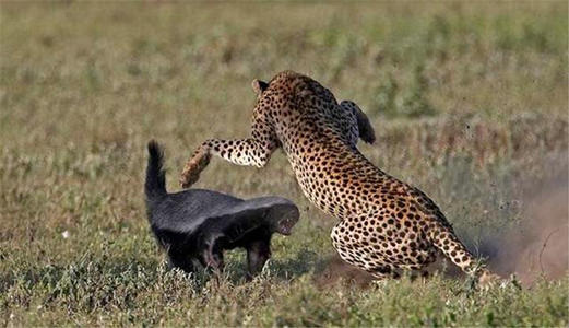 平头哥抓蛇吃辣条,平头哥把毒蛇当辣条吃是真的吗