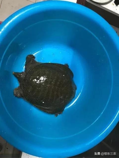 甲鱼最好杀的方法,在野外吃甲鱼
