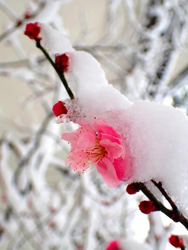 雪中一点红,雪中梅花一片红