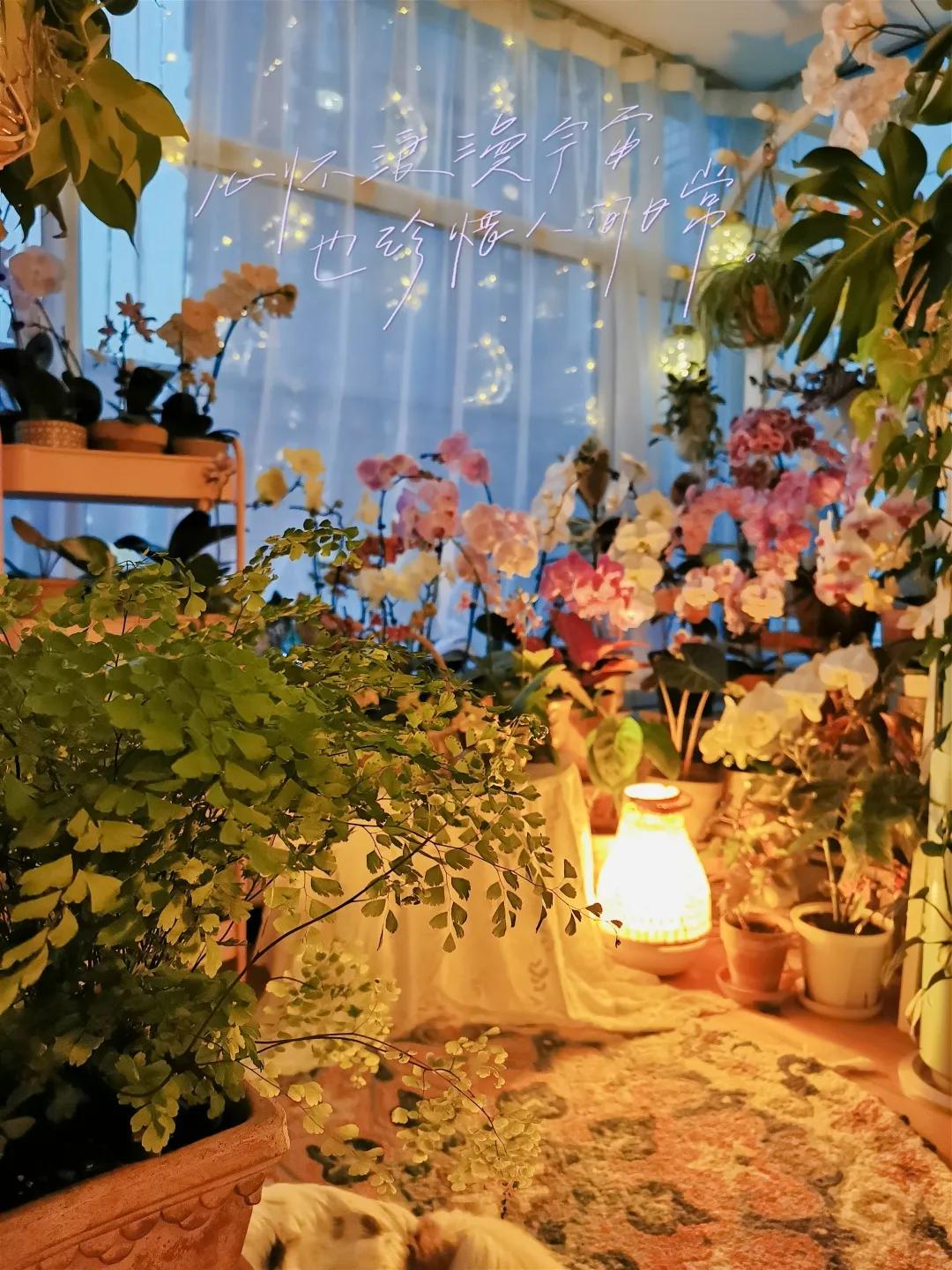 没花园怎么种花？从东北到广东，4位大神在室内种出植物园，绝美