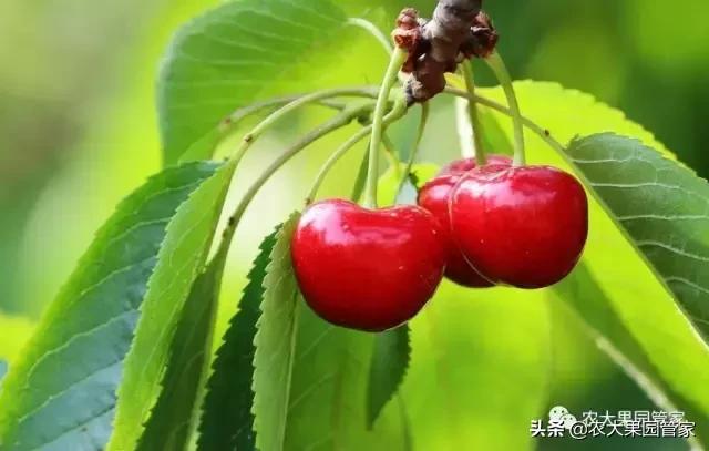 樱桃树流胶病怎么根除,樱桃树流胶病的治疗方法