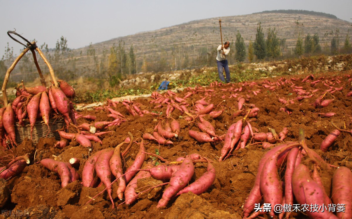 红薯种植高产技术怎样管理,红薯如何管理才能高产