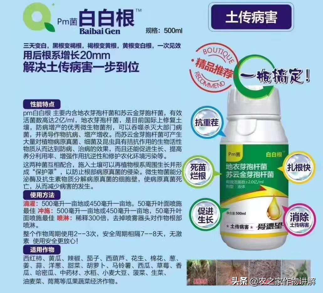 姜瘟病根治,治不了的姜瘟病