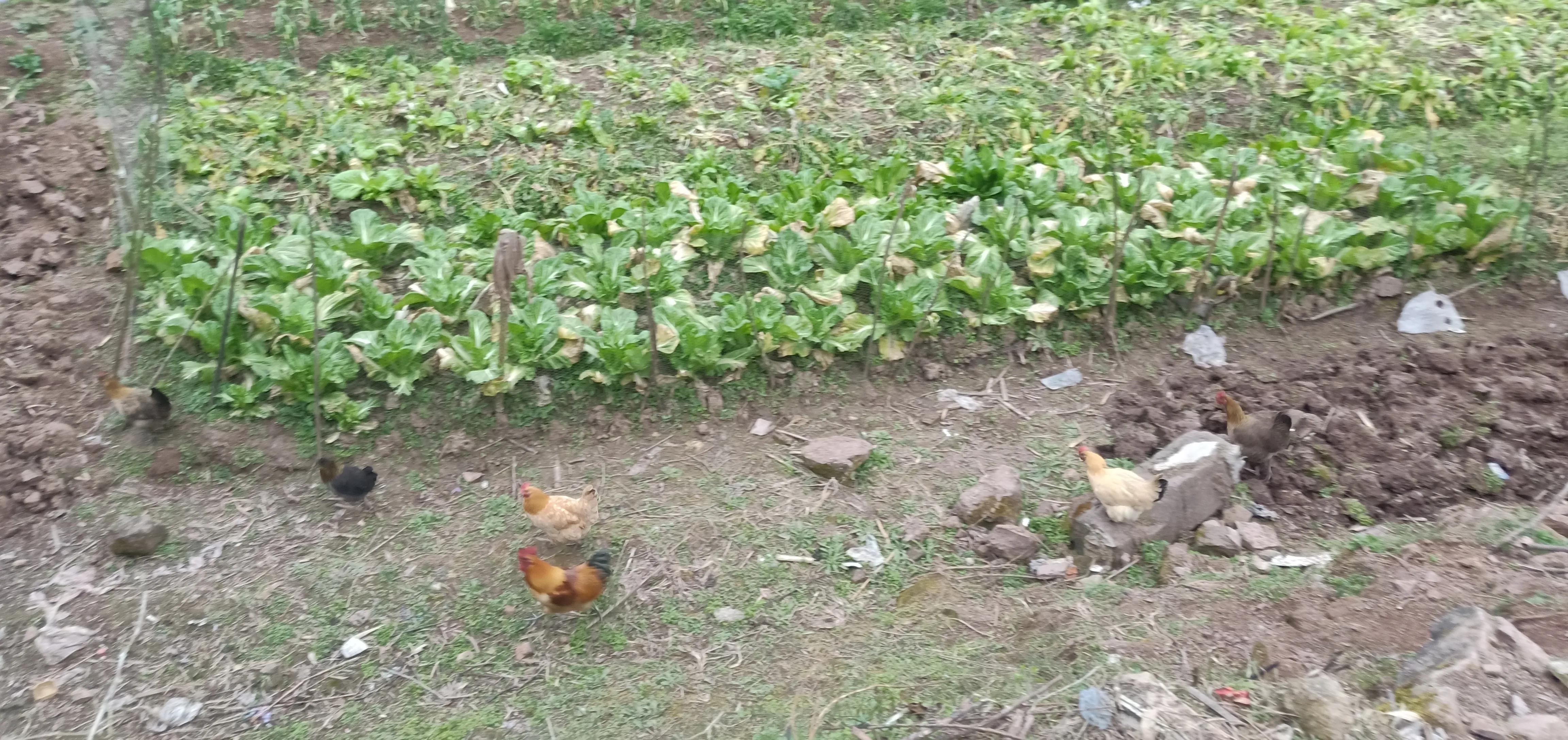 为了一只鸭子吵架,老丈人在桌上大骂女婿