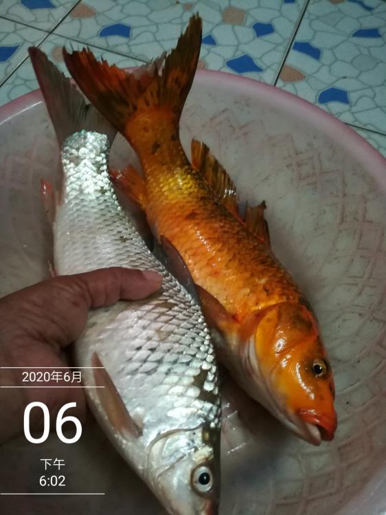 本汀太极黑棍7.2,本汀太极黑棍测试