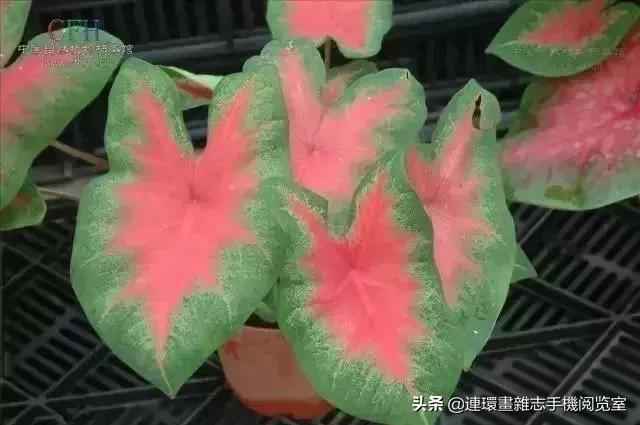 100种常见花卉植物图谱,100种花卉素描图谱