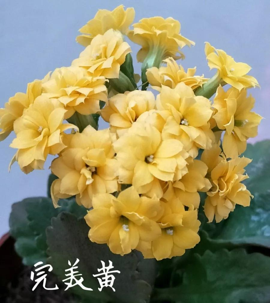 长寿花，寓意好、开花漂亮，花期长，品种多达300个