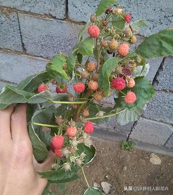 种一盆小时候的味道,超市卖到100多一斤的树莓,自己种一棵丰产