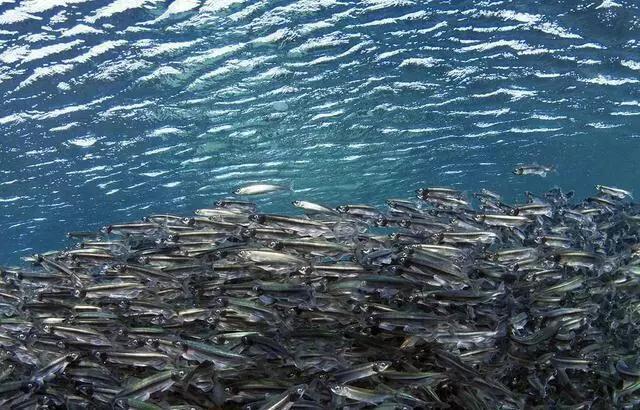 并非多情，只为生存，与多春鱼的美味邂逅