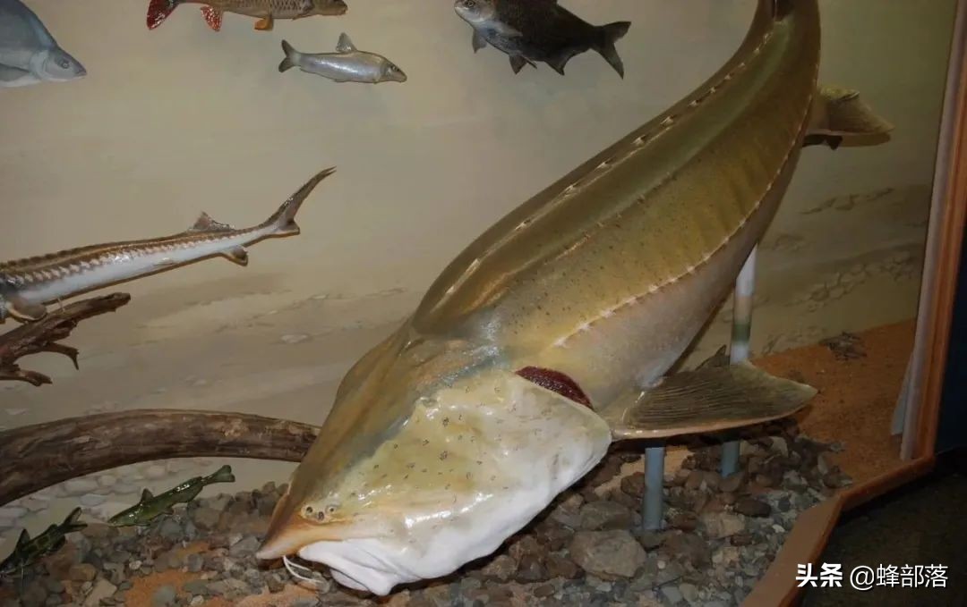 什么鱼最好养殖最挣钱,农村养殖鱼的技巧和注意事项