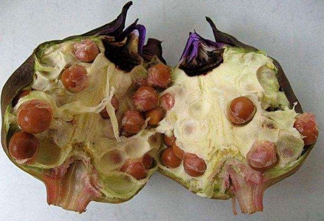 补脾中药芡实的功效与作用,芡实怎么吃补肾补脾