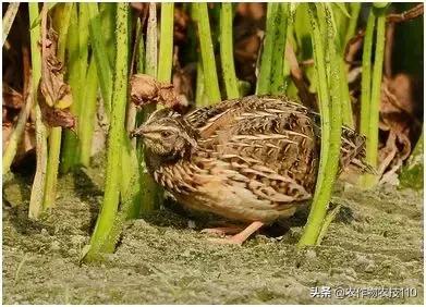 农村脱贫致富的创业项目,脱贫致富项目推荐