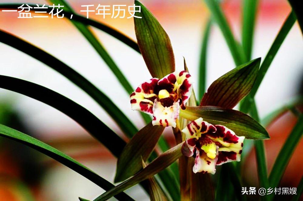 空谷幽兰的兰花是什么品种,蝴蝶兰空谷幽兰