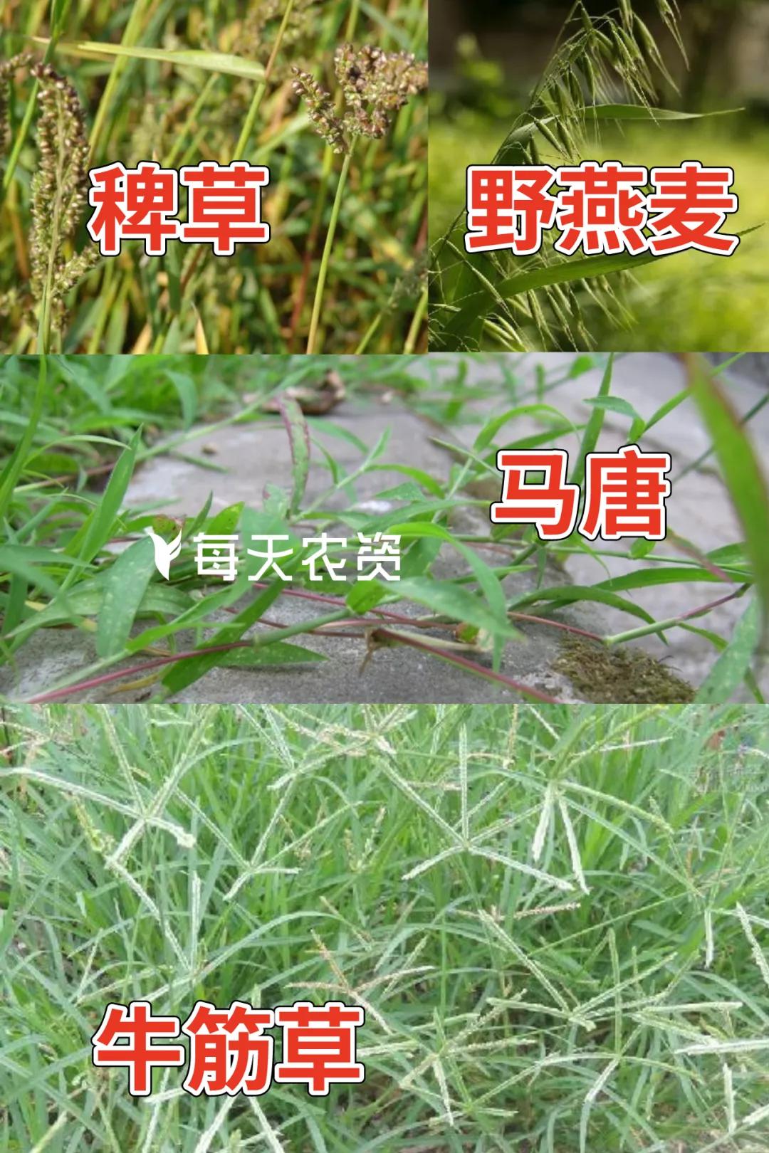 精喹禾灵棉花苗期除草效果怎样,精喹禾灵在大蒜苗后除草的用量