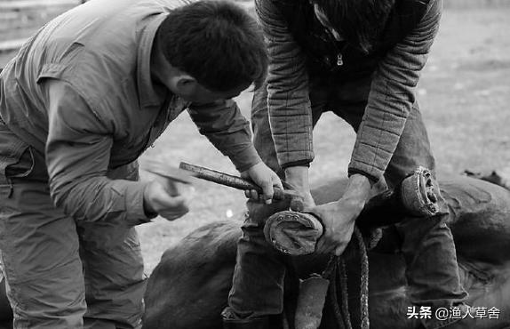 给马蹄钉蹄铁真的不疼吗,给马蹄钉钉子痛不痛