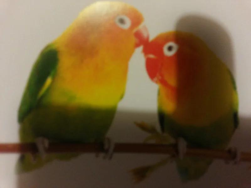 邮票上的阿拉伯语,邮票上民族文字