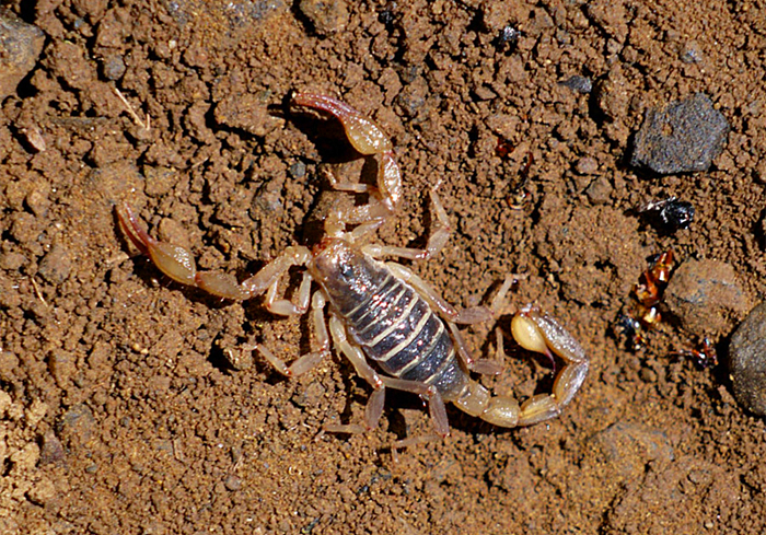 蝎子怎么排泄粪便,蝎子害怕尿吗