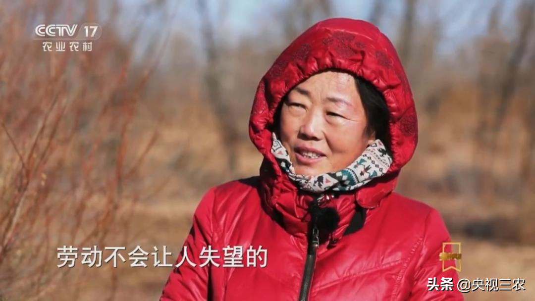 荒漠变绿洲不怕苦也不认命,荒漠变绿洲24年种下300万棵树