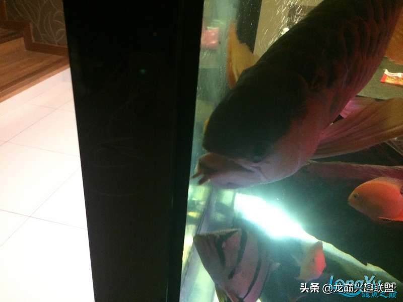 手把手教你做龙鱼最强营养秘方食谱--鲜虾牛肉狮子头，别馋哈