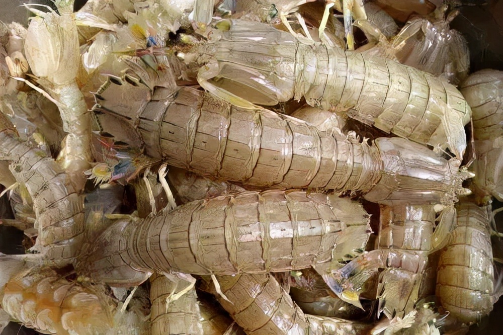 迁安皮皮虾,迁安海鲜皮皮虾