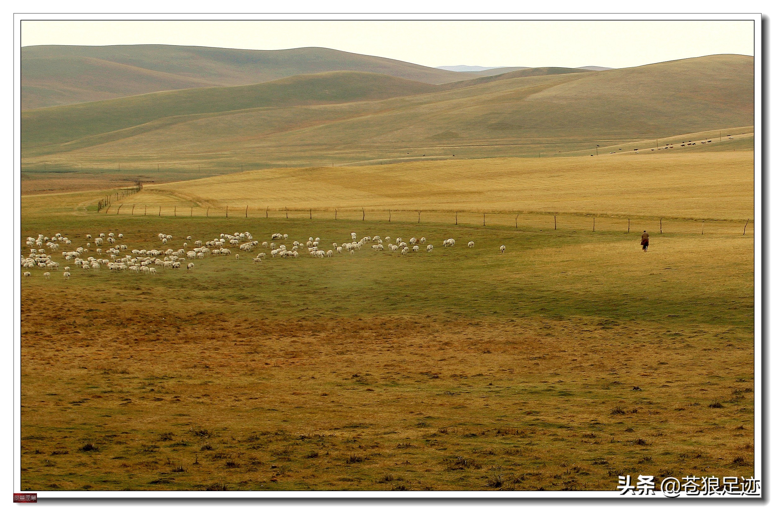 美丽的贡格尔草原风光无限,贡格尔草原上的牛羊的视频