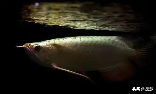 十种便宜又漂亮的龙鱼,一旦拥有别无所求是什么广告