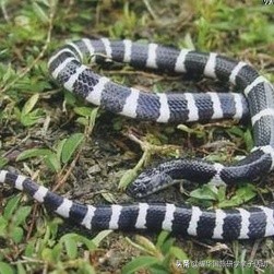 蝙蝠、蛇、水貂：新型冠状病毒来源之谜