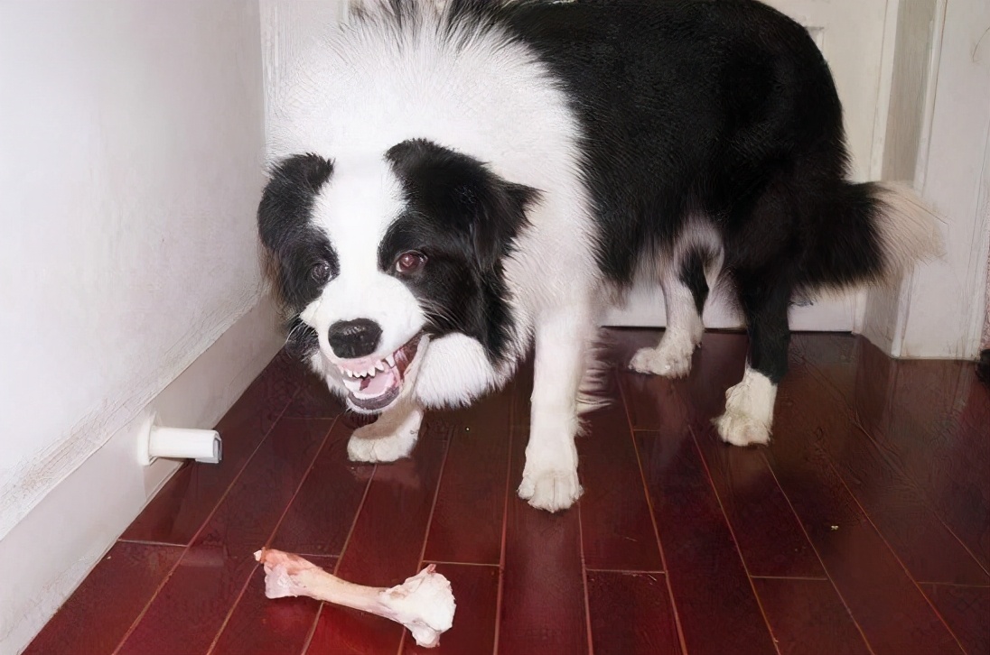 新手养狗100个基本知识,新手养狗狗狗的护食行为怎么纠正