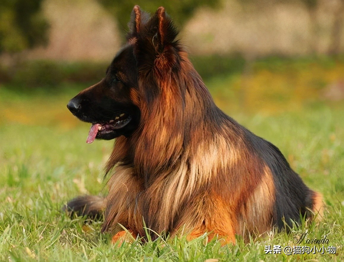 短毛德牧与长毛德牧配狗可以吗,德牧长毛智商高还是短毛德牧高