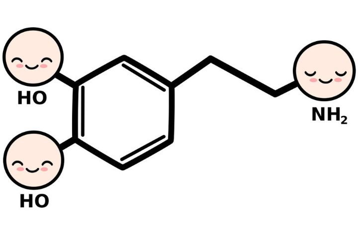 认识多巴胺和内啡肽,多巴胺教育孩子的秘诀